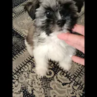 سگ نژاد ترکیبی