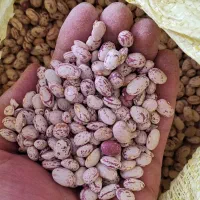 لوبیا چیتی درجه یک