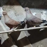 کبوتر تاپ کله ایی ...