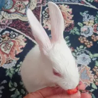 خرگوش بازیگوش
