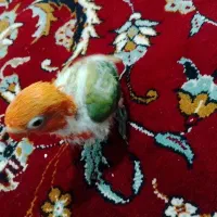 کوتوله رنگ خاص سریلاکی