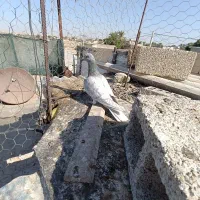 کبوتر پلاکی نژاد دلبر|پرنده|شبانکاره, |دیوار