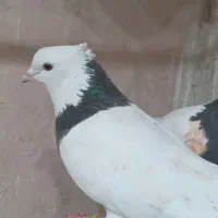 یک جفت نروماده پرشی