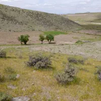 باغ انگور