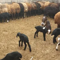 ۳۰تامیش داشتی همه آبستن وبره دار هست همه جوان