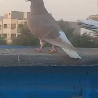 قهوه ای دمسفید