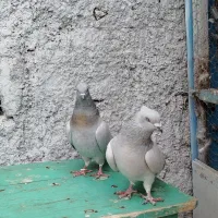 کفتر یا کبوتر|پرنده|تربتحیدریه, ۴۵ متری|دیوار