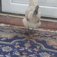 تعدادی مرغ لری و لاری|حیوانات مزرعه|ماهدشت, |دیوار