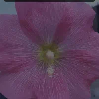 گمشده