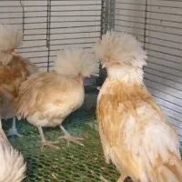 مرغ پولند اصل نژاد خالص