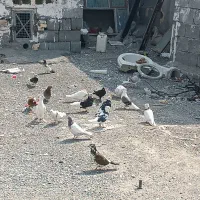 کفتر رودان|پرنده|میناب, |دیوار