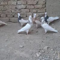 ۶تا کفتر طوقی|پرنده|کبودرآهنگ, |دیوار