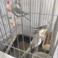 عروس هلندی|پرنده|تاکستان, |دیوار