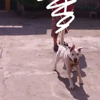 سگ نگهبان|سگ|خمام, |دیوار