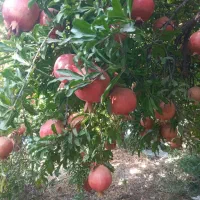 اجاره باغ انار