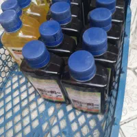 ریکا سیاه