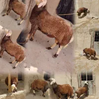 بره قوچ پلنگی بروجردی دوقلوزا هترو میش گوسفند بز|حیوانات مزرعه|قوچان, |دیوار
