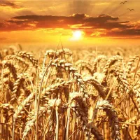 گندم آبی پیشگام سم زده