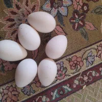 تخم بوقلمون|حیوانات مزرعه|اندیمشک, |دیوار