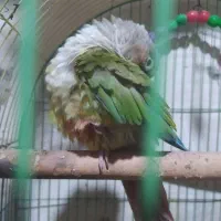 شادگان|پرنده|شادگان, |دیوار