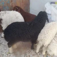 ۵عددبره نرماده