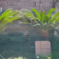 دو عدد سیکاس