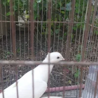 کبوتر سفید ماده  ‌اراکی