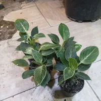 گل کلده کیان عجله بکنید تخفیف ویژه گذاشتم