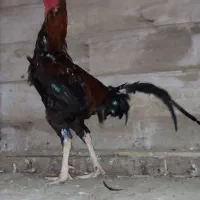 خروس