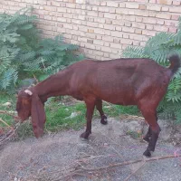 گوسفند بردار و گوسفند ابست توقلی وبره نر و بز|حیوانات مزرعه|آق قلا, |دیوار