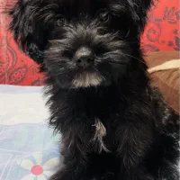 واگذاری رایگان