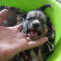 هاسکی با دوتا توله