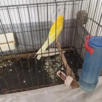 قناری رسمی بلند|پرنده|ورامین, شهرک مدرس|دیوار