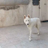سگ هاسکی