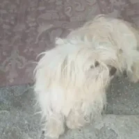 سگ پاکوتاه