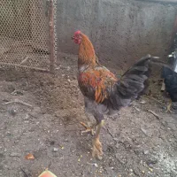خروس