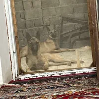 بلژیک مالینویز