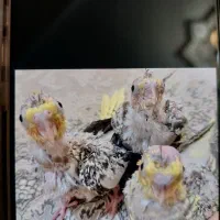 جوجه عروس هلندی گلباقالی|پرنده|کرج, مصباح|دیوار