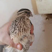 بلدرچین