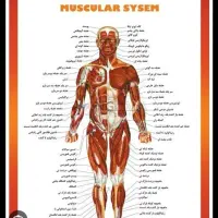 ماساژ ریلکسی و درمانی