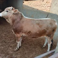 ۲راس گوساله چاق‌ریزقلم