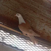 کلاغ زرد کربلایی