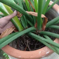 گل برگ انجیری بزرگ|گل و گیاه طبیعی|پاکدشت, پاکدشت (مامازند)|دیوار