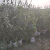 نهال انار واندر فول|گل و گیاه طبیعی|تهران, جوادیه|دیوار