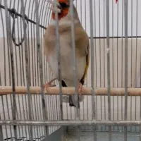 سهره نر دورگ کرمونی مست ۳ ساله جفتی