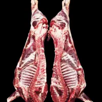 گوسفند زنده