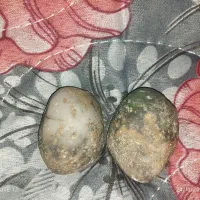 سنگ شجر|جواهرات|پرند, فاز ۴|دیوار