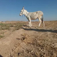 حیوانات|حیوانات مزرعه|طاغنکوه, |دیوار