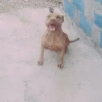 پیتبول اصیل