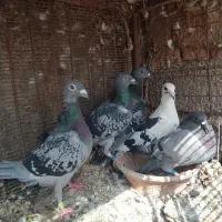 کبوتر|پرنده|شوشتر, |دیوار